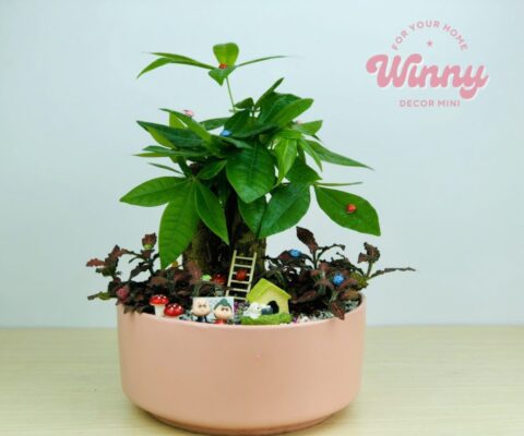 cây cả̉nh mini trang trí văn phòng