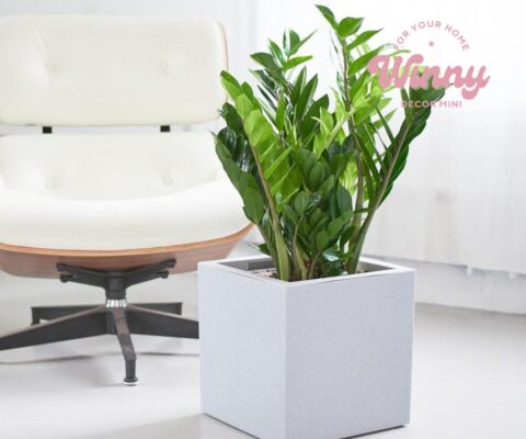Cây cảnh mini trang trí văn phòng