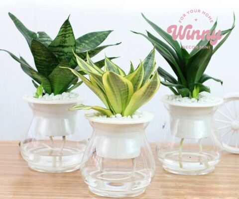 Cây cảnh mini trang trí văn phòng