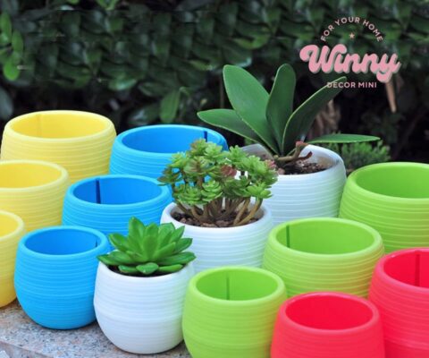 Cây cảnh văn phòng trang trí