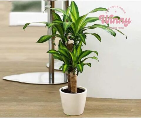 Cây cảnh mini trang trí văn phòng