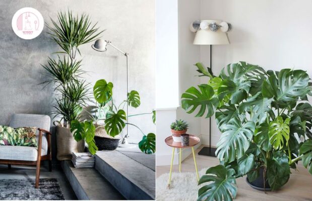 Trang trí cây cảnh trên sân thượng