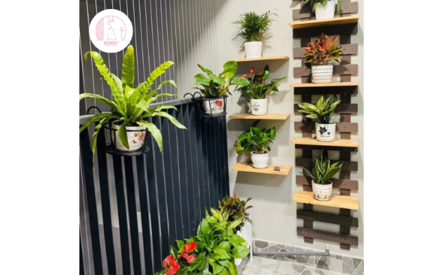 Trang trí cây cảnh trên sân thượng