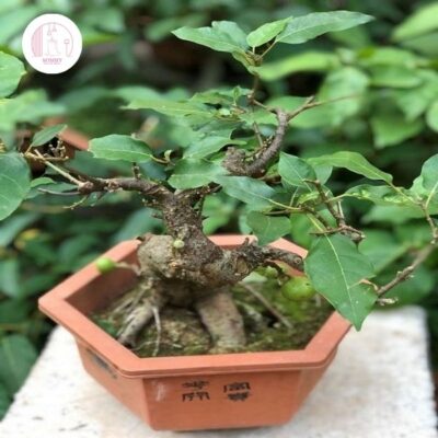 Mini cây cảnh để bàn