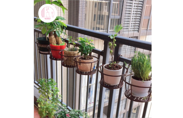 Mini cây cảnh để bàn