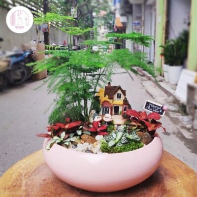 Cây tiểu cảnh mini