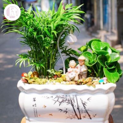 Cây tiểu cảnh mini