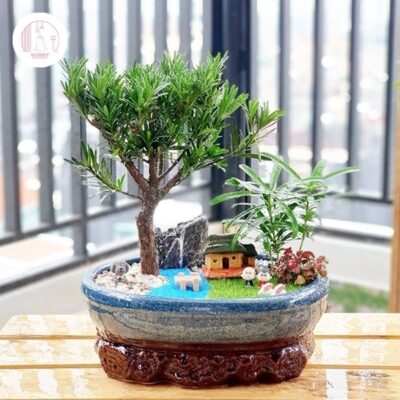 Cây tiểu cảnh mini
