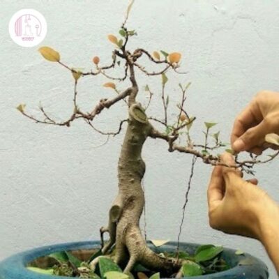 Cách uốn cây cảnh nhỏ