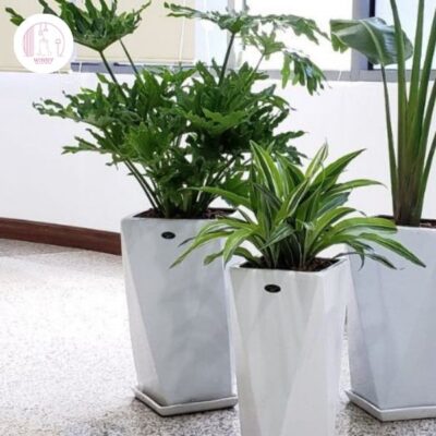 Chậu cây cảnh để bàn