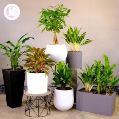 Chậu cây cảnh để bàn