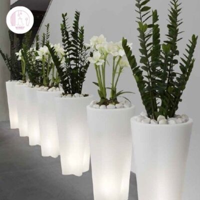 Chậu cây cảnh để bàn